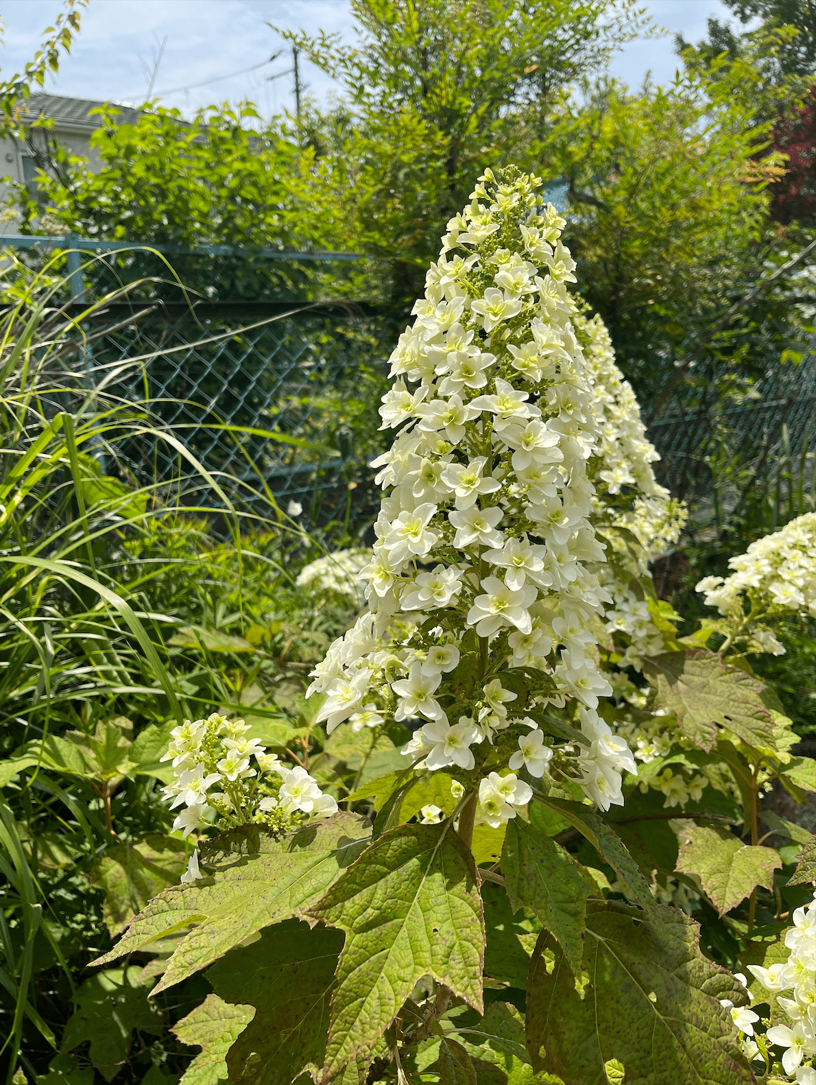 カシワバ紫陽花 2苗 望ましい 売買されたオークション情報 落札价格  